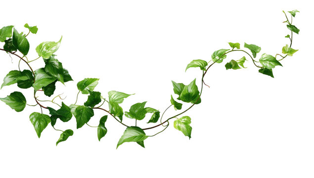 A curving vine with vibrant green leaves