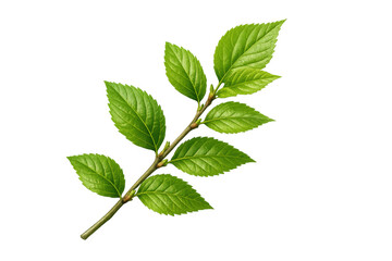 Fototapeta premium Green branch with many fresh budding leaves showing spring growth and new life on a transparent background