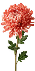 A single, vibrant, salmon-colored chrysanthemum with dark green leaves,  standing tall on a stem