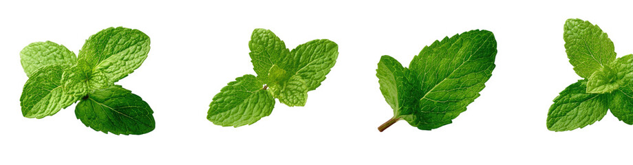 Four mint leaves with defined edges