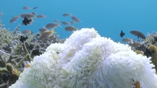 A charming Clownfish family finds shelter and dances among the silky tentacles of their bleached white Anemone home on a sun-drenched reef in the tranquil, azure depths of the Ocean.