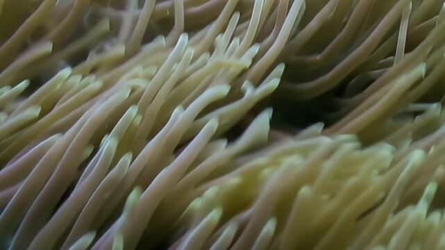 A delightful Clownfish flits playfully around its host anemone, finding shelter and solace among the swaying tentacles in the vast underwater realm of Indonesia.