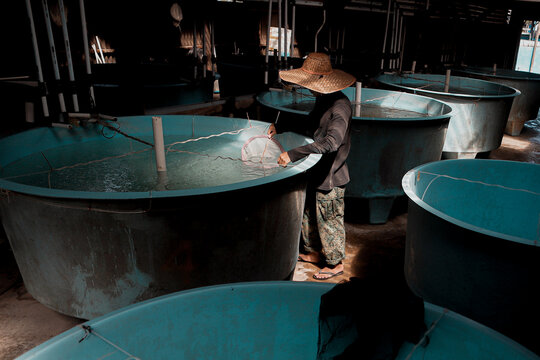 Fish Hatchery Pond with Worker Monitoring Aquaculture Tanks
