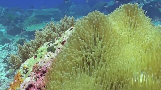 A stunning display of marine life unfolds, revealing the symbiotic dance between clownfish and a vibrant anemone. They frolic amidst the coral reef. The underwater world presents its magic.