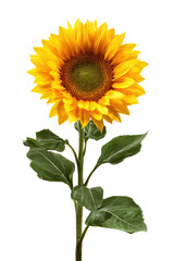 Obraz premium Vibrant sunflower, yellow petals, green leaves, isolated