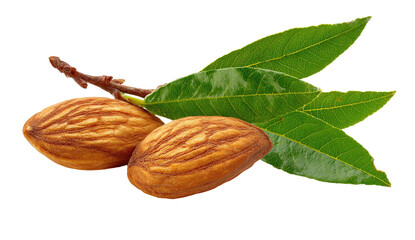Two almonds on a branch, with leaves