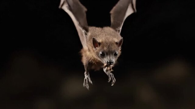 Nipah Virus Outbreak Animation India Zoonotic Transmission and Pandemic Risk Global Spread Visualization Medical