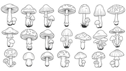 Extensive collection of hand-drawn mushroom sketches in black and white featuring various species and shapes for botanical illustrations.