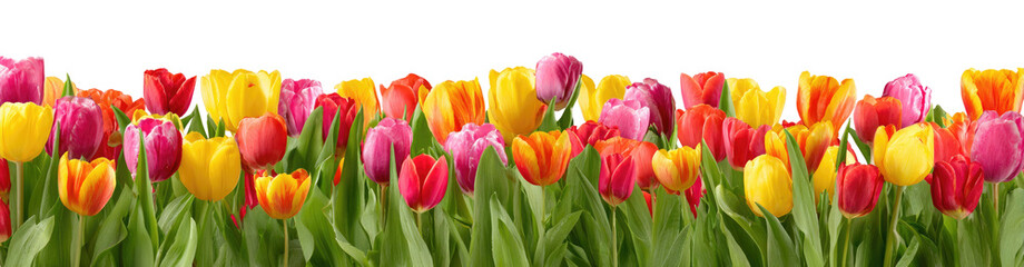 Vibrant tulips in various colors (2)