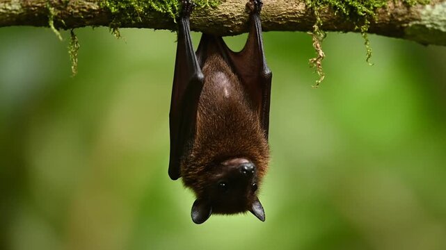 Nipah Virus Outbreak in India Zoonotic Transmission Risk Medical Animation Global Spread Pandemic Risk Visualization