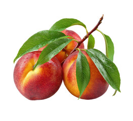 Three ripe peaches with leaves (1)
