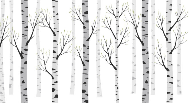 Black and white birch tree forest pattern with thin trunks and delicate branches for modern natural interior design wallpaper.