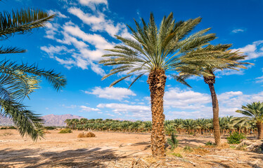 Date palms and intended agricultural field for new plantings and plantations. Healthy food and sustainable industrial agriculture production. Date palm is ancient plant and famous food crop 