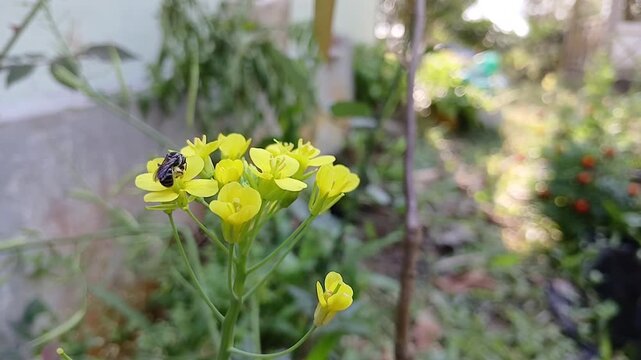 Brassica napus (Rapeseed, rape, oilseed rape and canola). Brassica napus grows to 100 cm in height with hairless, fleshy, pinnatifid
