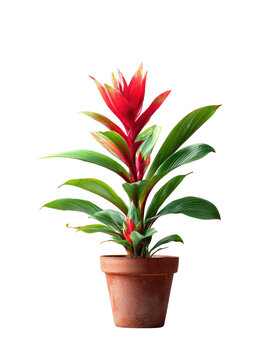 Vibrant red and green bromeliad in terracotta pot