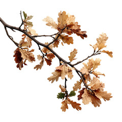 Oak branch in autumn with dried leaves, isolated against a black background
