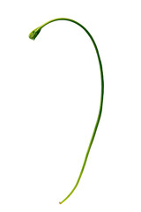 Curved green garlic scape on black, with a smooth surface and subtle shading