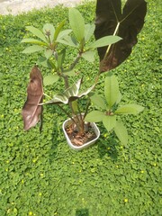 Exotic Elephant Ear Alocasia Plant with Dark Leaves in Pot on Green Ground