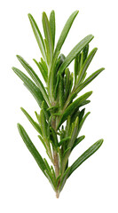 Rosemary sprig with tiny leaves and pale stem, symmetrical on dark ground