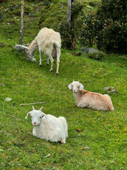 Obraz premium Young goats resting and grazing on green meadow in rural countryside. Cute farm animals in natural environment, peaceful pastoral scene with no people.