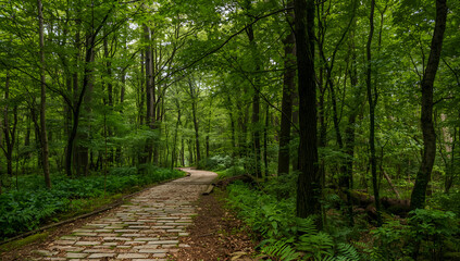 Obraz premium Serene Green Forest Path with Cobblestone Trail in Lush Nature Setting for Outdoor and Hiking Content