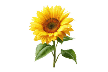 Obraz premium Single bright yellow sunflower with green leaves on black background bloom blossom, Isolated On White Background, Png Transparent