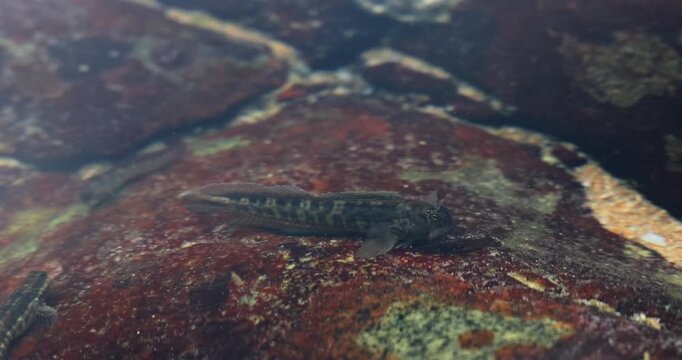 Small blenny fish resting on mossy rock underwater in shallow coastal tide pool. Marine biodiversity and aquatic wildlife conservation.