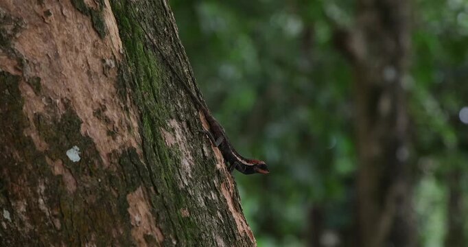 Oriental garden lizard climbing mossy tree trunk in lush tropical jungle. Wildlife biodiversity and tropical ecosystem exploration.