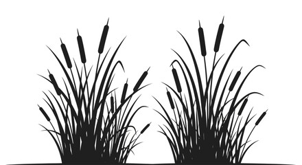Cattails Silhouette against White Background. © Nasoha