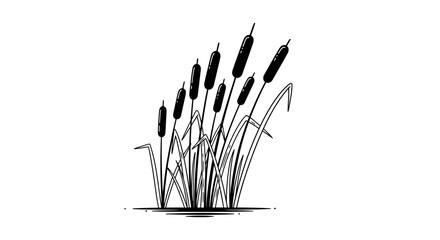Cattails Illustration Black White Drawing. © Nasoha