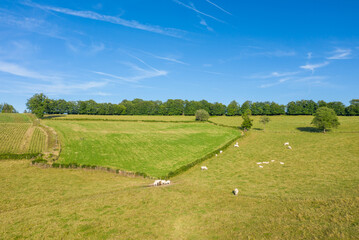 White cows graze across sunlit, rolling green pastures bordered by hedgerows and scattered trees under a vivid blue sky in the Morvan countryside.