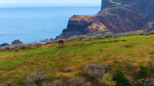 Wild Horse Standing on Akao Cliffs, Kuniga Coast in Background, Aerial Push