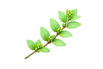 Fototapeta premium Green plant branch with fresh new leaves and budding flowers emerging on transparent background