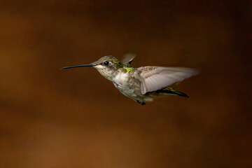 Fototapeta premium hummingbird in flight