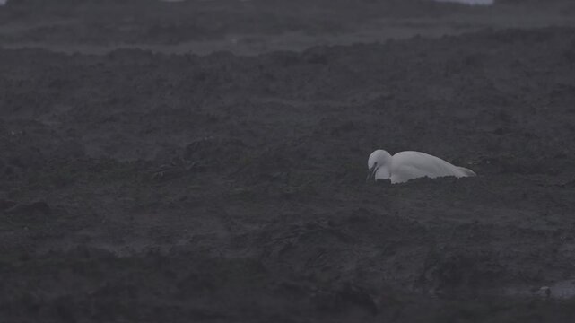 White heron hunting on a wetland in slow motion