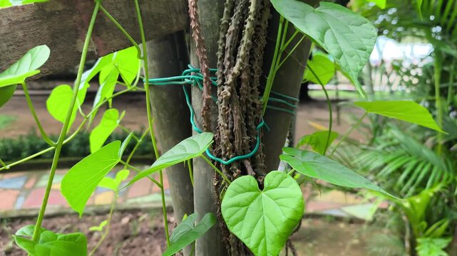 A close-up view of the Tinospora crispa plant, known as Patawali. This bitter climbing vine is a staple in traditional herbal medicine for its therapeutic properties.