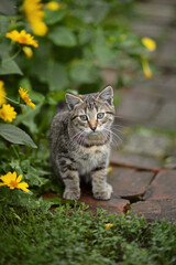 A photo of a small kitten next to yellow daisies in a garden.