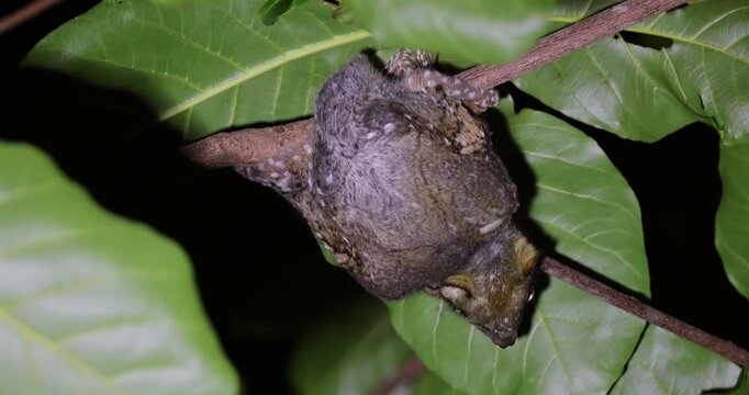 Baby Sunda flying lemur clinging to tree branch in tropical foliage at night. Wildlife conservation and exotic biodiversity concept.