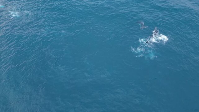 One humpback whale fin slaps in a circular pattern on the surface while a second whale swims nearby, creating a calm, rhythmic display of marine behaviour in open ocean waters.