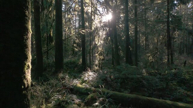 FPV flyover a temperate rainforest in the Pacific Northwest in Canada.