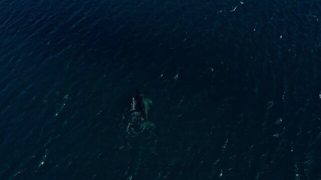 Static aerial whale near surface with barnacle growths in deep blue green ocean with white splashes