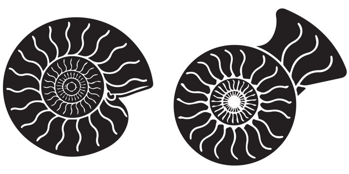 Pair of black ammonite shell silhouettes, ancient marine fossils