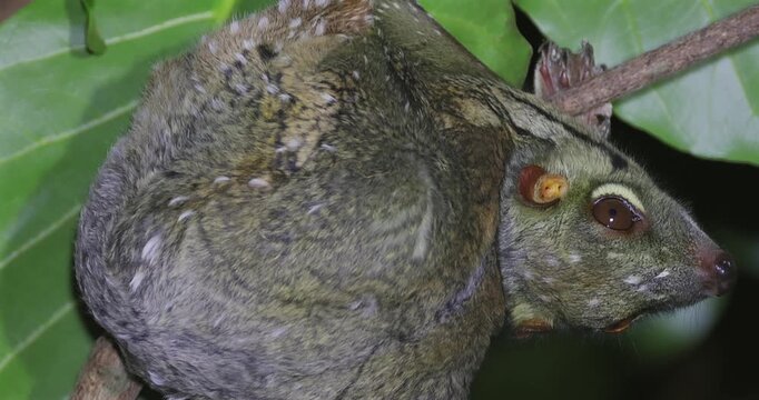 Baby Sunda flying lemur clinging to tree branch in lush tropical rainforest. Rare Malayan colugo observing surroundings in natural habitat for wildlife conservation and biodiversity education.
