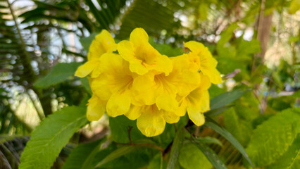 Bright yellow flowers blooming clearly in sunlight