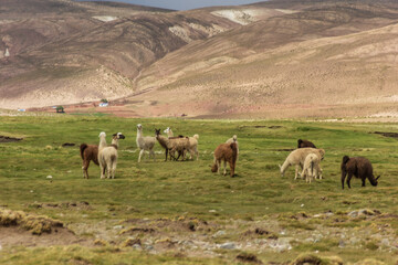 Fototapeta premium Llamas at Tomave - Quijarro, Potosi, Bolivia