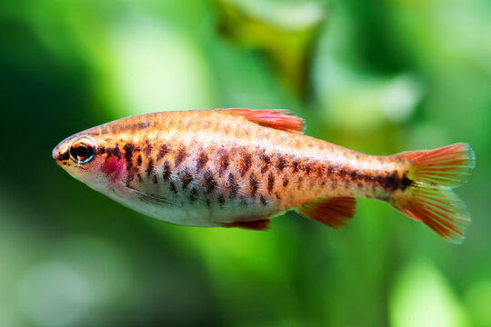Beautiful orange fish on soft green background. Barb swimming tropical freshwater aquarium tank. Puntius titteya belonging to the family Cyprinidae. Macro view, shallow depth of field