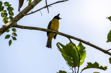 Fototapeta premium A close-up of a black-headed yellow-bellied bulbul in the wild on a sunny day in Thailand