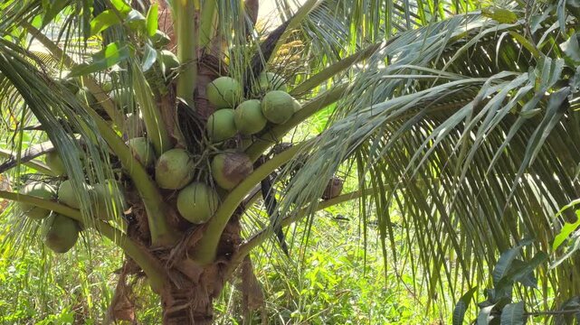 Close up of tightly grouped coconuts growing near the palm trunk with layered green leaves behind, showing fruit density and natural palm structure. Coconut cluster.