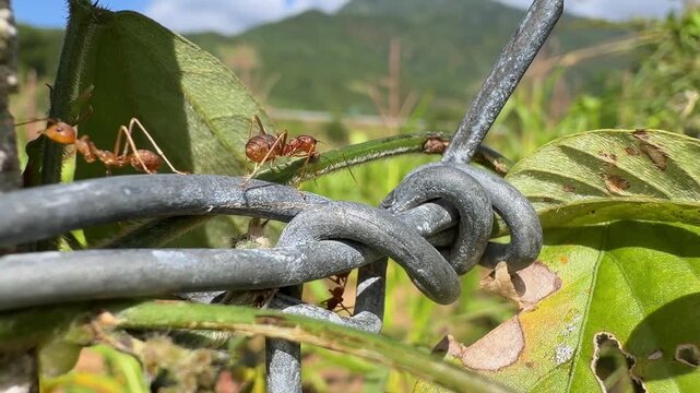 Ants crawl across metal fence wire in close view, highlighting small scale wildlife activity with farming fields visible behind. Agricultural environment.