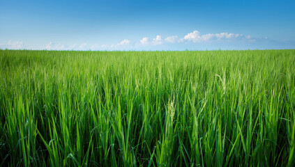 Fototapeta premium Lush green grass field under blue sky with distant clouds evoking calm and openness
